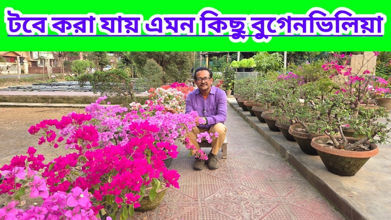 টবে করা যায় এমন কিছু বুগেনভিলিয়ার প্রজাতি||Best Pot Variety Bougainvillea Variety||