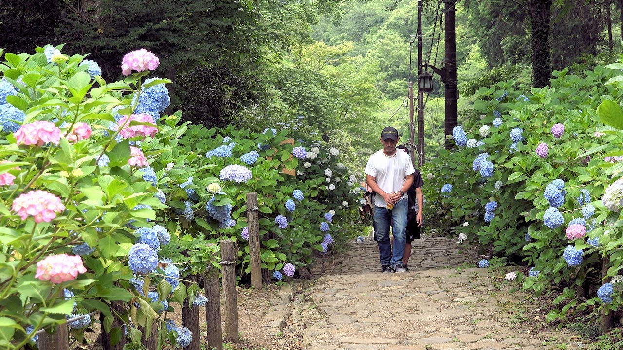 アジサイ 紫陽花 が美しい1 000段の石段 太平山あじさい坂 Long Stone Steps With Beautiful Hydrangea 太平山県立自然公園 栃木県 4k Youtube アジサイ 紫陽花 が美しい1 000段の石段 太平山あじさい坂 Long Stone Steps With Beautiful Hydrangea 太平山県立自然公園 栃木県 4k Youtube