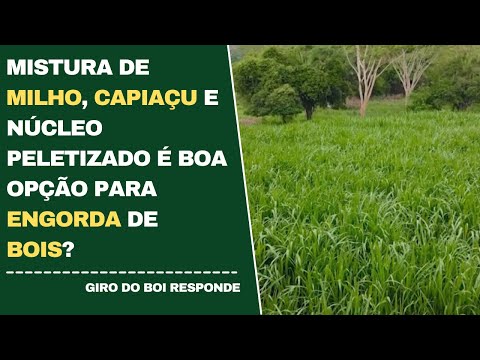 MISTURA DE MILHO, CAPIAÇU E NÚCLEO PELETIZADO É BOA OPÇÃO PARA ENGORDA DE BOIS?