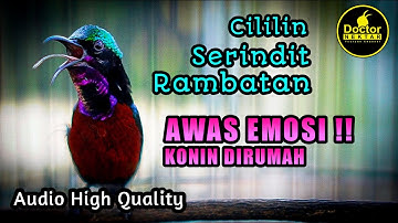 PANCINGAN KONIN GACOR FULL ISIAN CILILIN RAMBATAN AMPUH UNTUK PASTOL KOLIBRI NINJA ATAUPUN BAHAN IJO