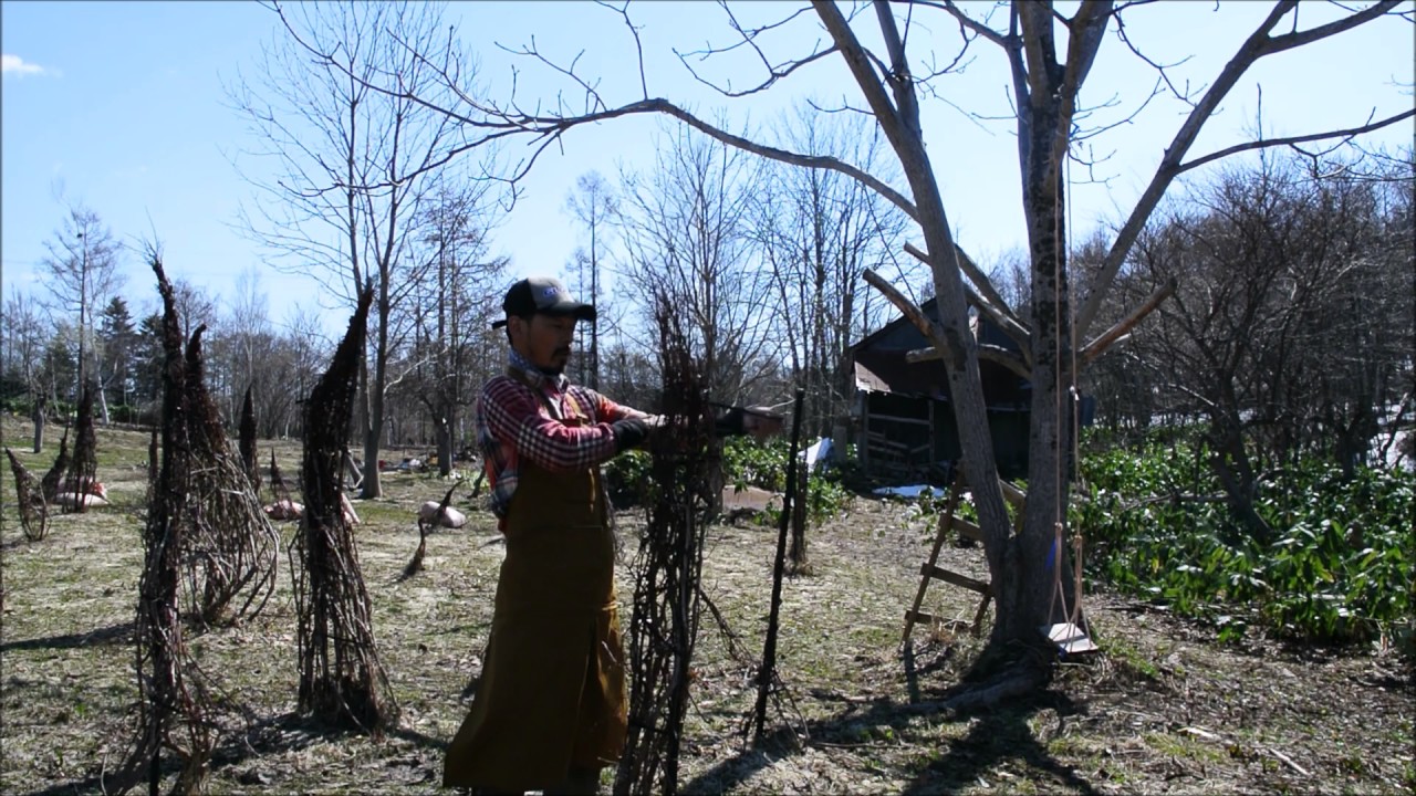 ブルーベリー畑の春 冬囲いを外す Youtube