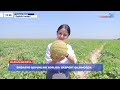 Sirdaryo qovunlari xorijga eksport qilinmoqdav | Maxsus reportaj (29.07.2026)