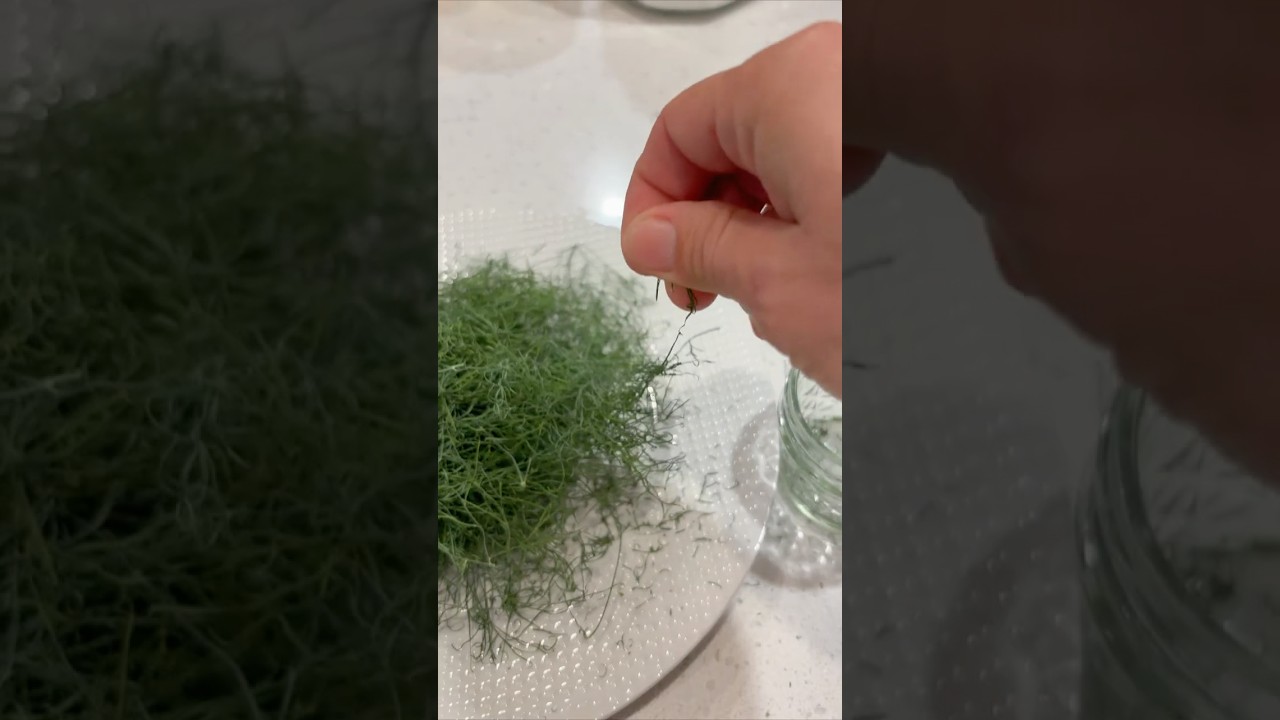 🌿 Why My Dill FINALLY Thrived in Florida (and How I Preserve It)
