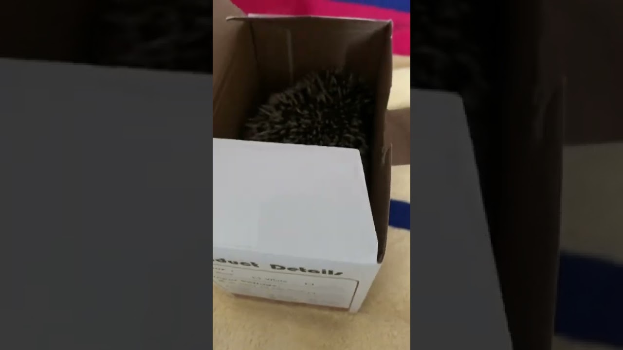 Did someone order a Milo? (No hedgehogs we’re harmed in the making of this video)