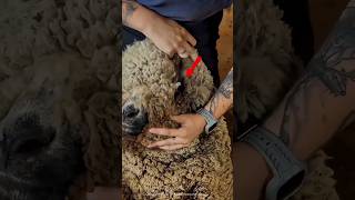 This Ram Was NOT Ready For The Clippers