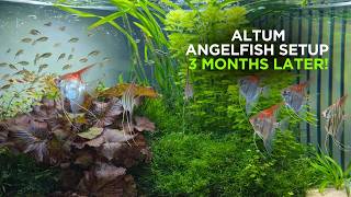 Altum Angelfish Setup 3 months later!