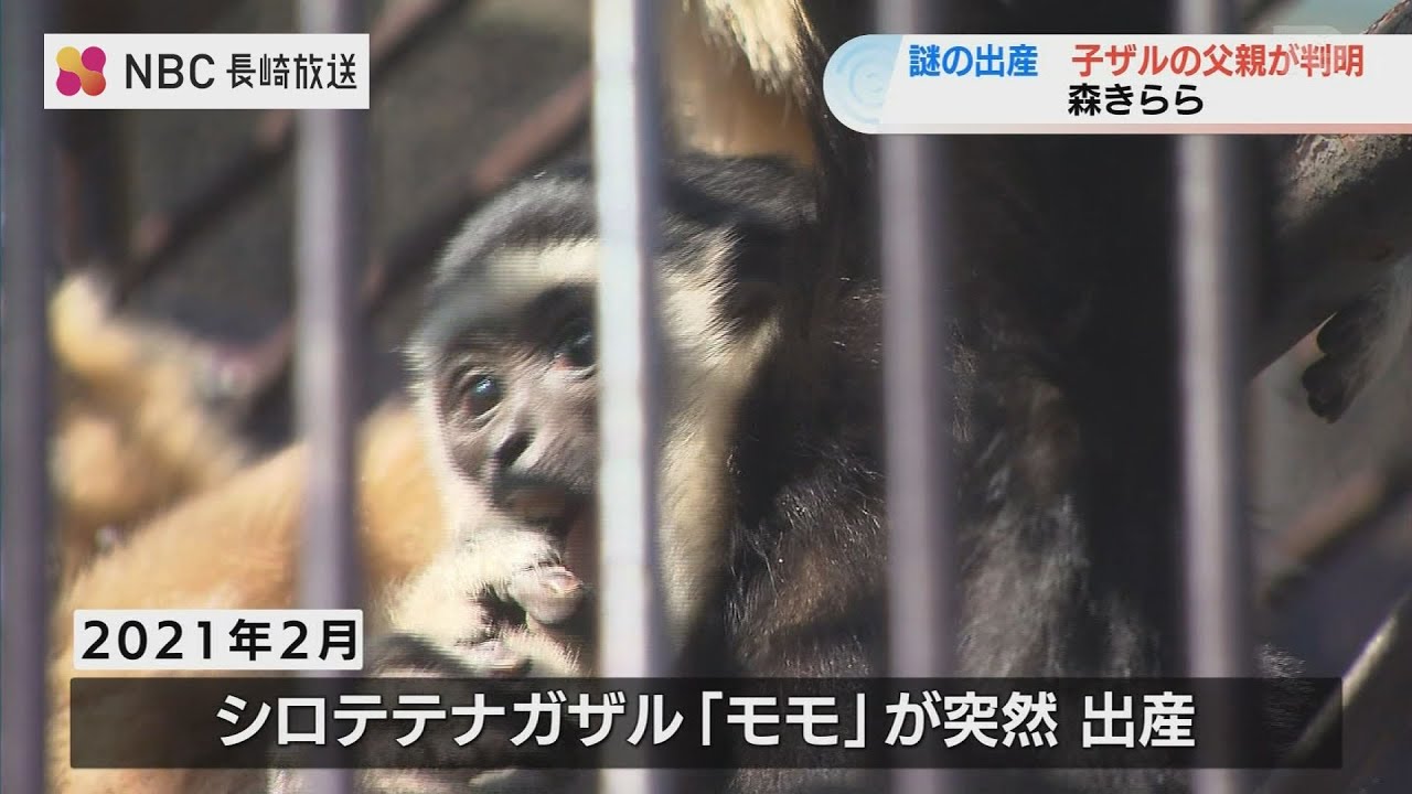 A 9mm hole? Momo the white-spotted gibbon's mysterious birth