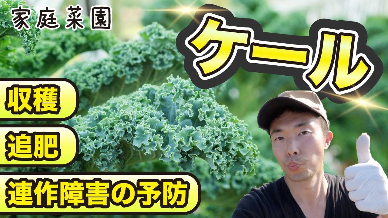 ケールの育て方 連作障害の予防方法 追肥 収穫 家庭菜園 Youtube