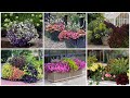 6 container combinations to love   garden answer