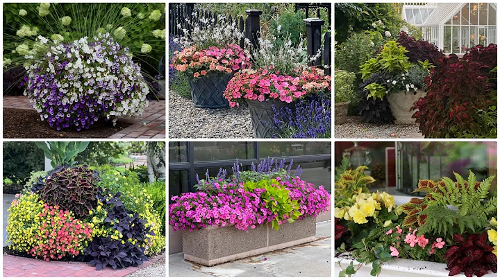 6 Container Combinations to Love! 😍💚🥰 // Garden Answer - DayDayNews