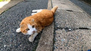 漁港の街で路地裏を歩くと猫がたくさん付いてきて楽しい