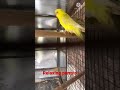 Australian Parrots