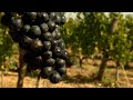 Voici venu le temps des vendanges! • FRANCE 24