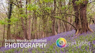 Woodland Bluebells Photography | Landscape Photography | Stewart Gibbs