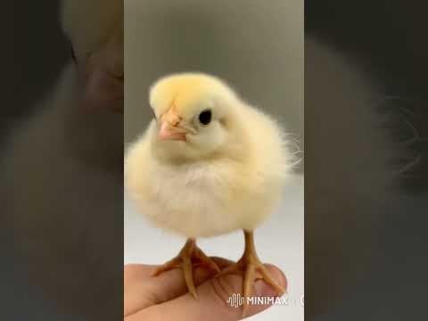 suara anak ayam #ayam