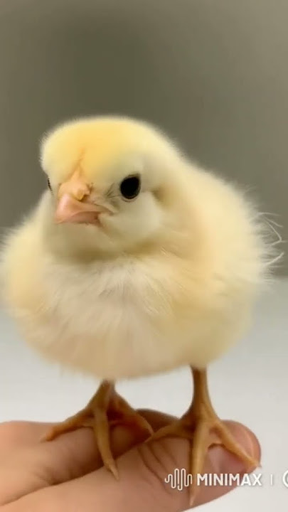 suara anak ayam #ayam