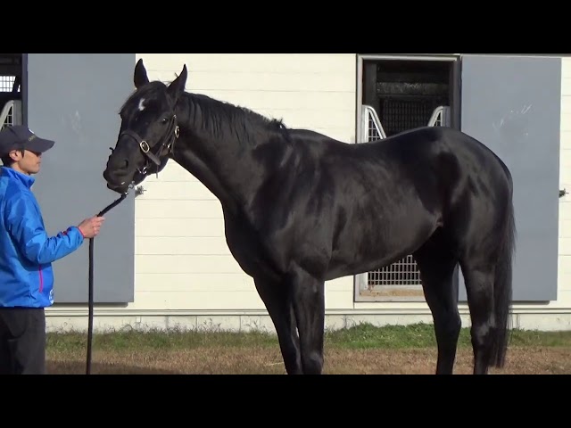 キズナ キャップ 2024年リーディングサイアー KIZUNA 競馬 帽子 きずな