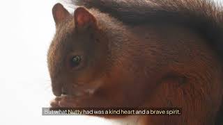 The Brave Little Squirrel - A Heartwarming Moral Story for Kids