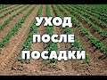 УХОД ЗА КАРТОФЕЛЕМ ПОСЛЕ ПОСАДКИ