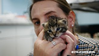 LazarVet. Fa-ti un prieten pe viata. Adopta un pisic sau un catel. by Stela and the cats 59 views 1 month ago 2 minutes, 12 seconds
