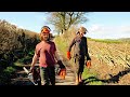 Hedge laying - North Somerset Style