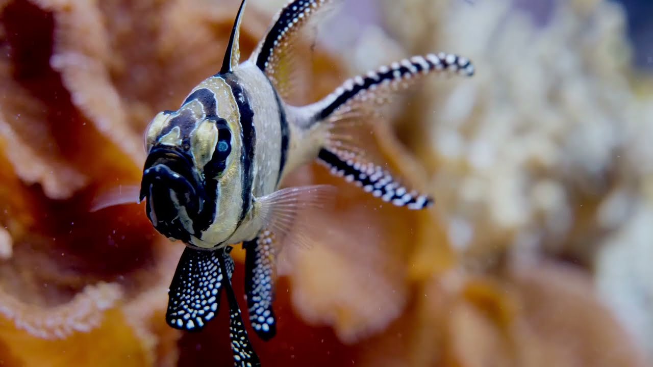 LIFE WITH MUSIC- UNDERWORLD