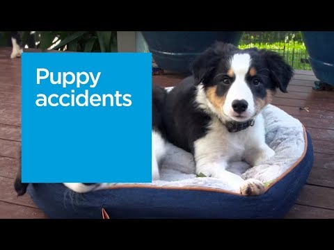 The three most common puppy accidents