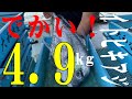 でかい！4.9kgイトヒキアジ！夏魚！立派な大きさ！有名人も大絶賛の味！