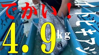 でかい！4.9kgイトヒキアジ！夏魚！立派な大きさ！有名人も大絶賛の味！