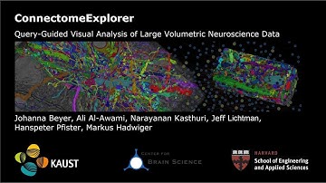 ConnectomeExplorer