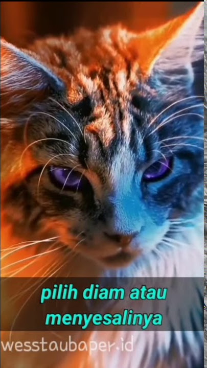 story wa kucing