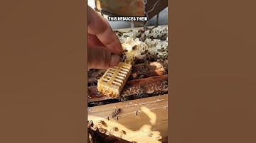 How Beekeepers Trick the Hive into Accepting a New Queen (watch till the end) #shorts