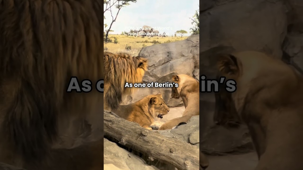 🐼 Berlin Zoo’s Adorable Pandas – A Must-See! 🦁 