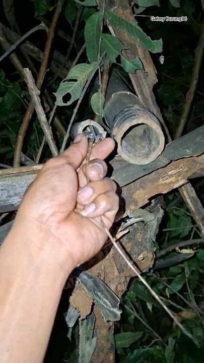 This chameleon changes color #shorts #bunglon