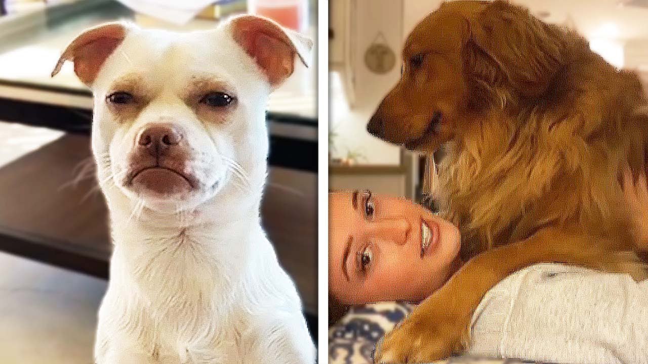 Funny Dog Videos Try Not To Laugh 🦴🐕🐶 | Funny Animal Videos That Are IMPOSSIBLE Not To Laugh At