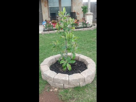 Video: Lielziedu Magnolija (24 Fotoattēli): Grandifloras Apraksts, Audzēšana Mājās, Stādīšana Un Kopšana, Vairošanās