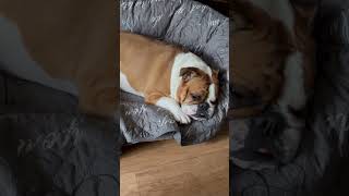 #wakeup #bulldog #englishbulldog #shorts #funny #cute #cutedog #morning #goodmorning #positivevibes