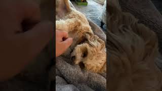 Cavapoo Luna loves belly rubs 🥰❤️ by Loki and Luna 33 views 3 days ago 1 minute, 38 seconds