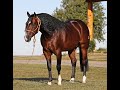 Xtra All Trumped Up- 2017 bay GELDING