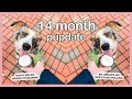 How I Entertain My Aussie Puppy When It&#39;s Raining + a Leash Pulling Update | 14 Month Pupdate