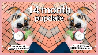 How I Entertain My Aussie Puppy When It's Raining + a Leash Pulling Update | 14 Month Pupdate