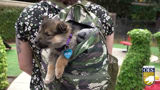 Wildfire Preparedness: Remember Your Pets When Packing a Go-Bag to Reduce Stress If Evacuated