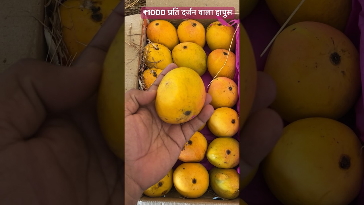 Alphonso Mango | Hapus Aam 