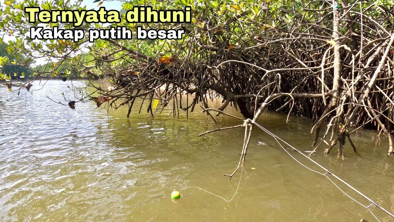 Gacooorrrr umpan turun langsung disambar! Mancing kakap putih