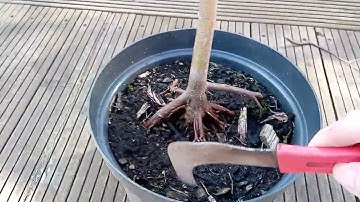 Die-back Pruning For Beginners - Example 2
