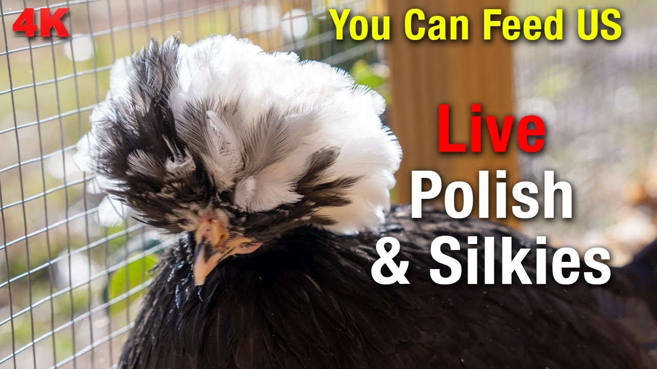 Daily Silkie Chicken Coop Cam: Watch Them Grow LIVE!