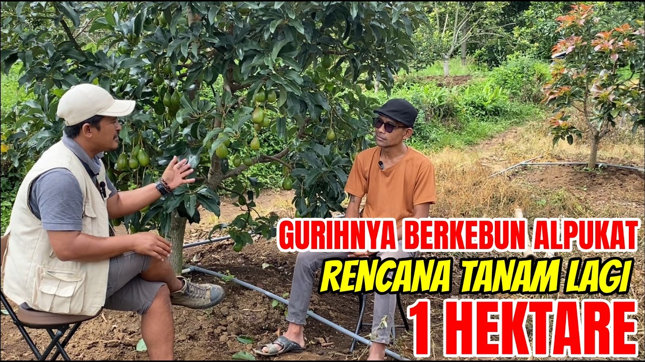 Daging Semua! Wawancara Hasil Budidaya Alpukat