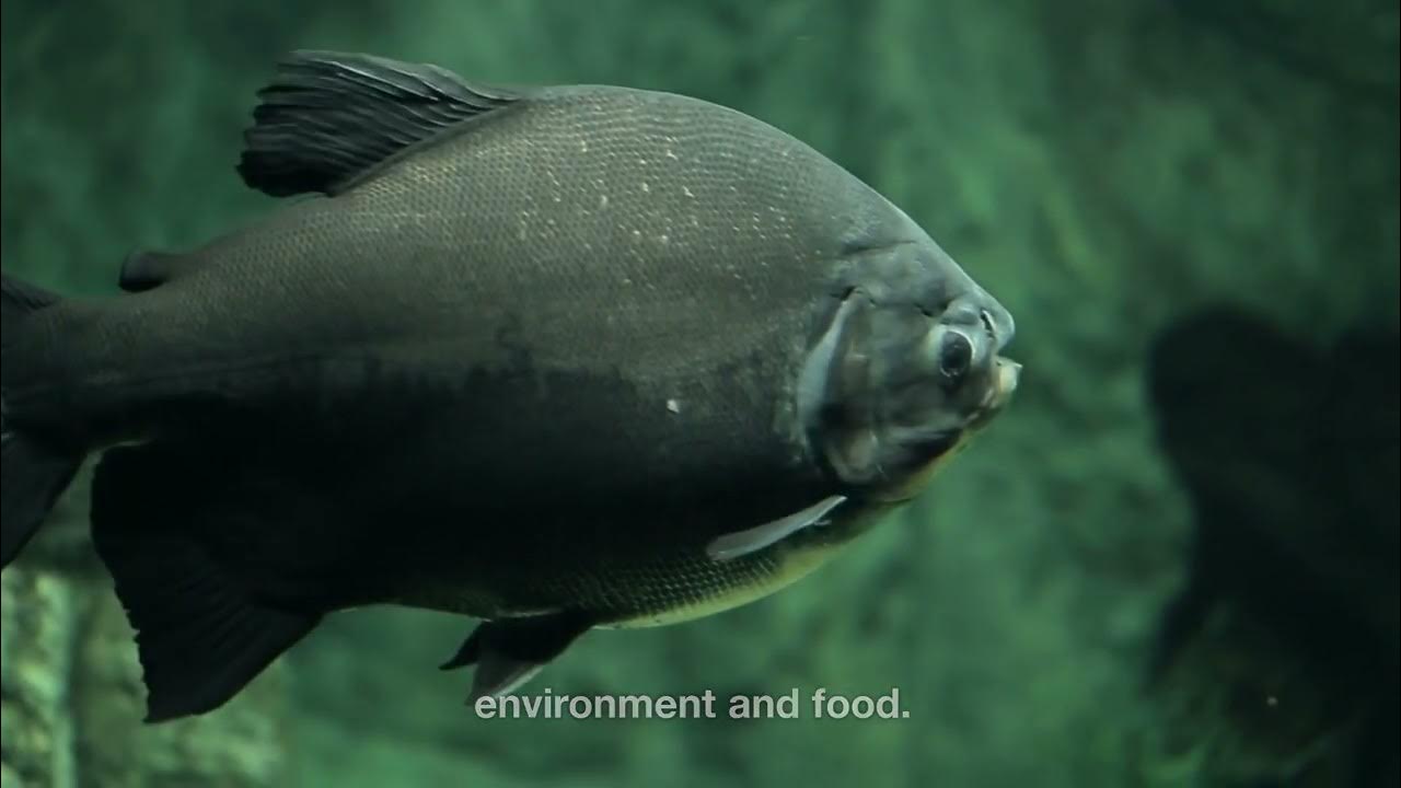 How do fish breathe under water? - YouTube