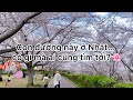 Vì sao ai cũng mê mùa hoa anh đào ở Nhật? 🌸🇯🇵 | Cuộc sống ở Nhật
