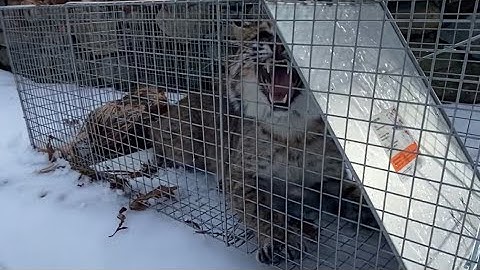 Bobcat Trapped & Released back in the wild (MUST WATCH UNTILL END safe capture&release!!) cage-trap